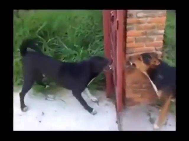 2 dogs barking through the iron gate