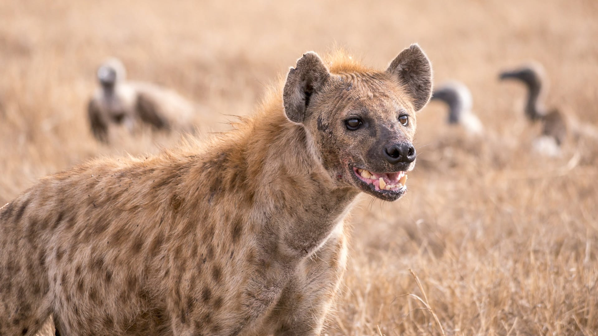 Listen to a Hyena Laugh